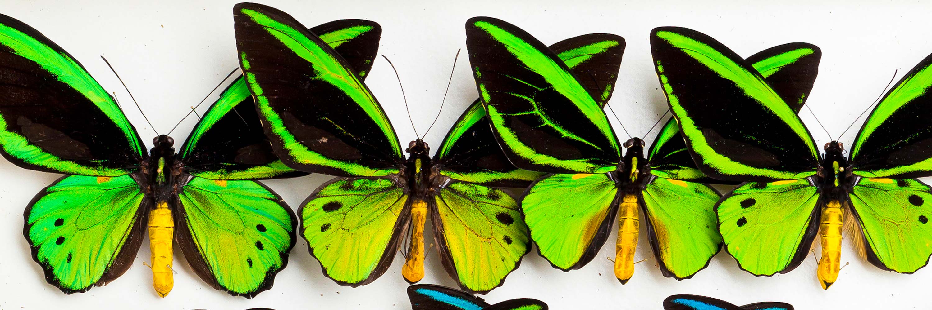 Explore Our Collections